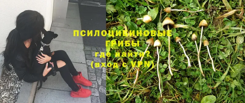 Галлюциногенные грибы Psilocybe Вольск